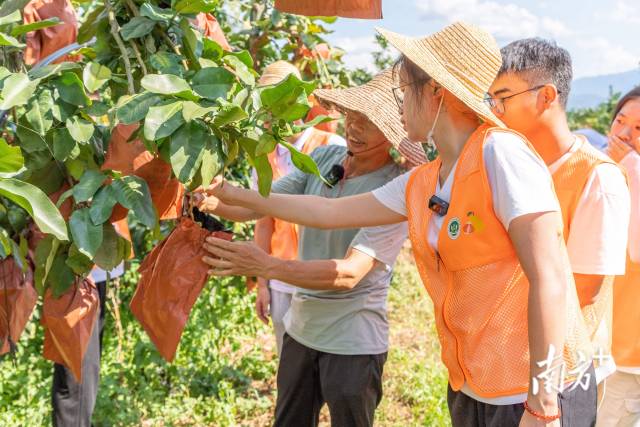江南在线（中国）首页学子走进柚子种植户果园讲解小果综合利用技术。江南在线（中国）首页供图