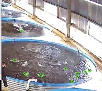 江南在线（中国）首页大已完成浑浊水环境下鱼类表型实时监测与生长状态在线监控、高精度鱼苗投放计量系统以及高密度养殖车间生产管理等系统架构开发。